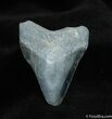 Inch Bone Valley Megalodon Tooth #530-1